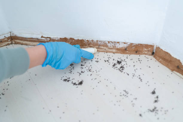 Best Wasp Removal Services  in Murfreesboro, AR