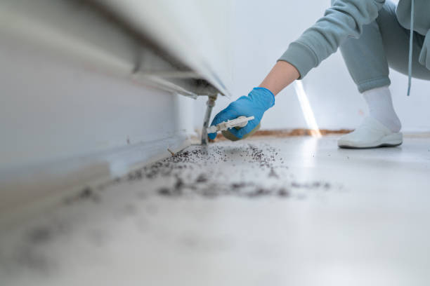 Best Rat Extermination Near Me  in Murfreesboro, AR